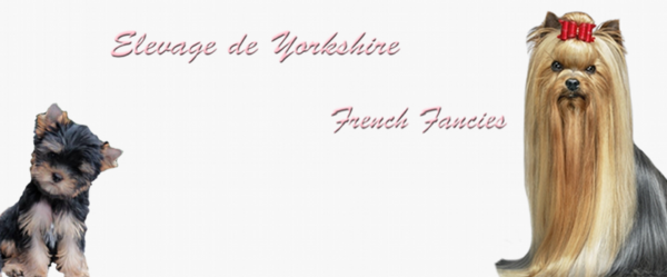 Elevage de Yorkshire, propose ses chiots Yorkshire à vendre – French Fancies