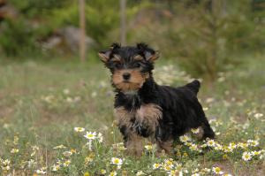 chiot-yorkshire